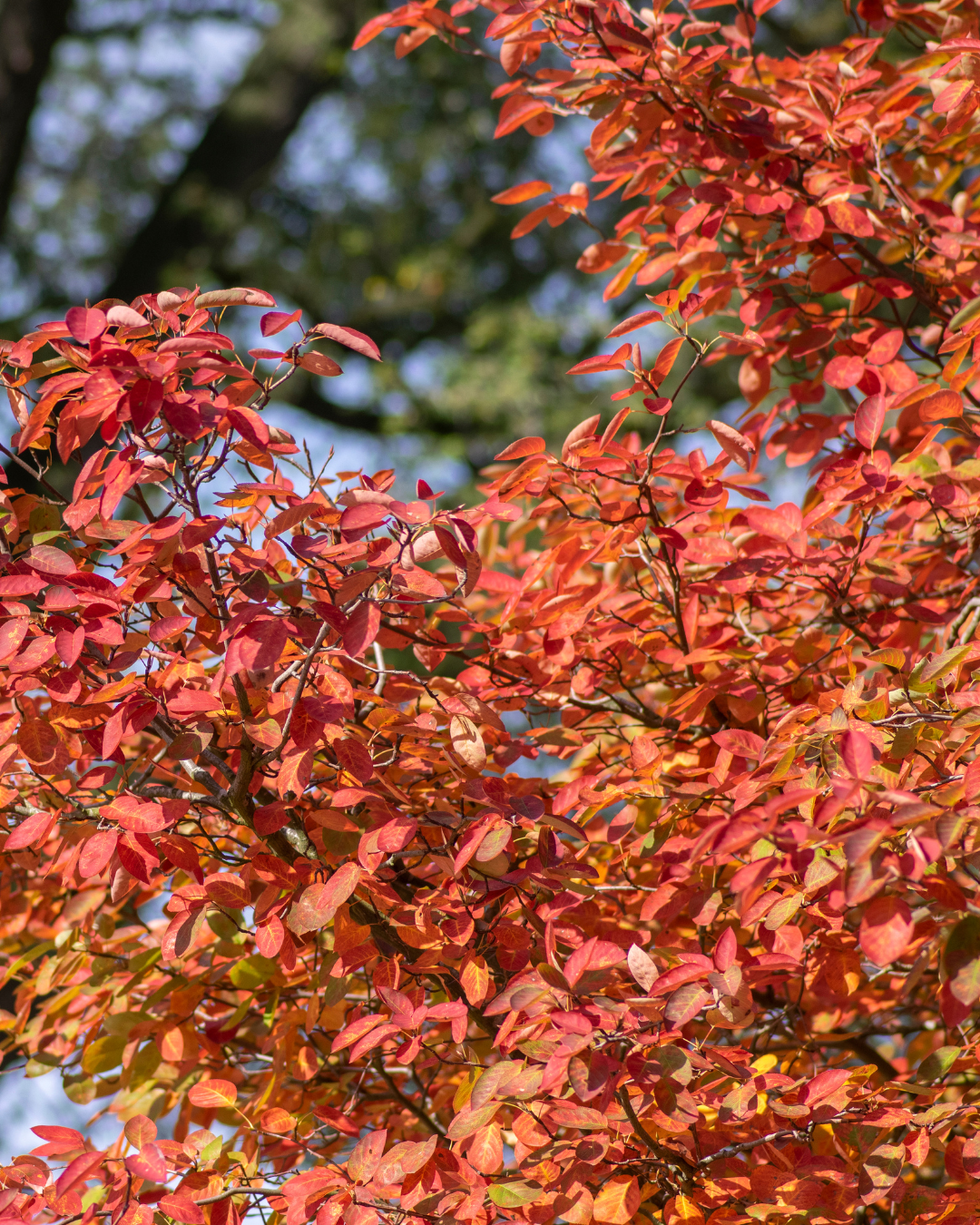 Foglie autunnali colorate sull'amelanchier – pianta da giardino decorativa