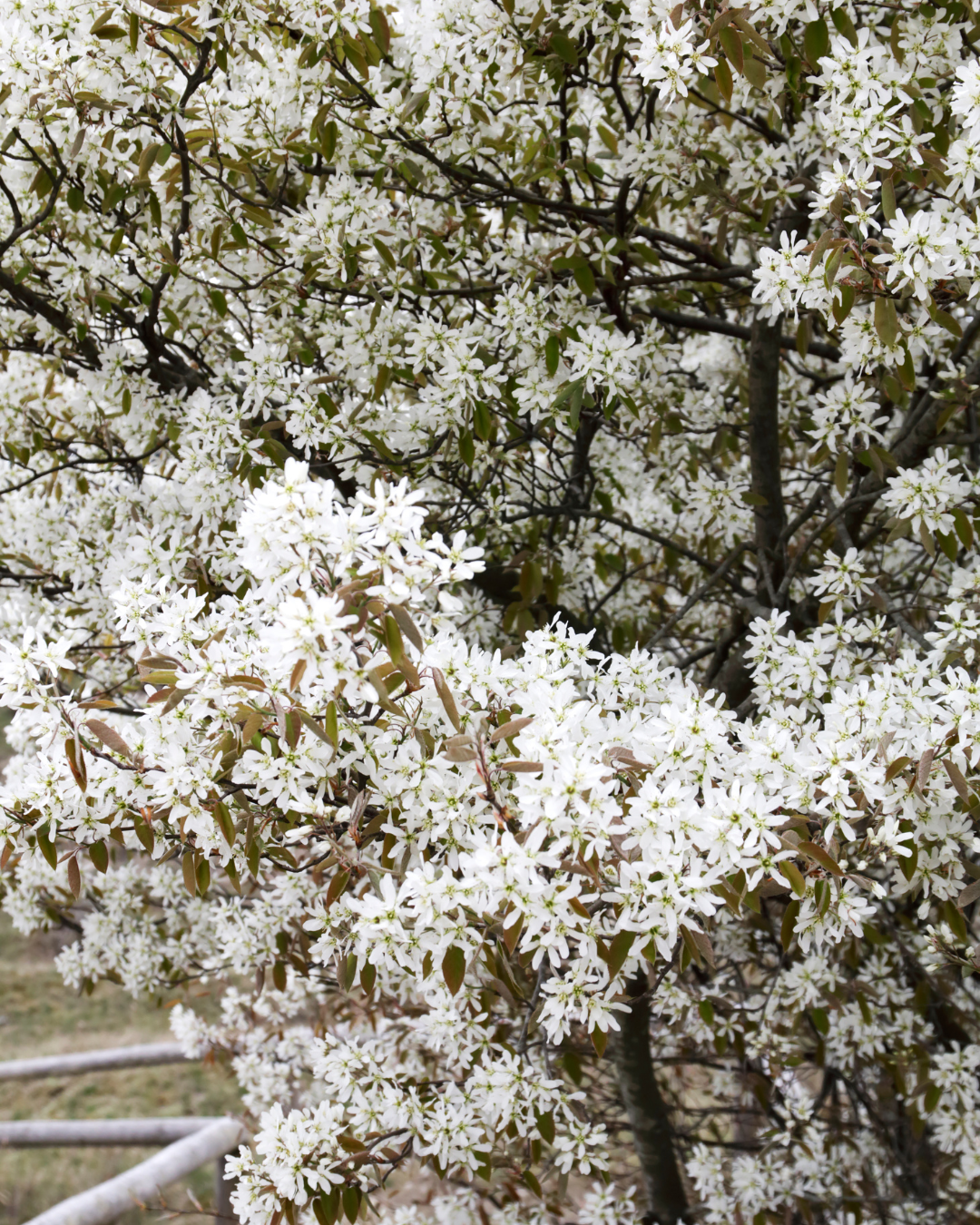 Amelanchier lamarckii con abbondante fioritura bianca come una nuvola