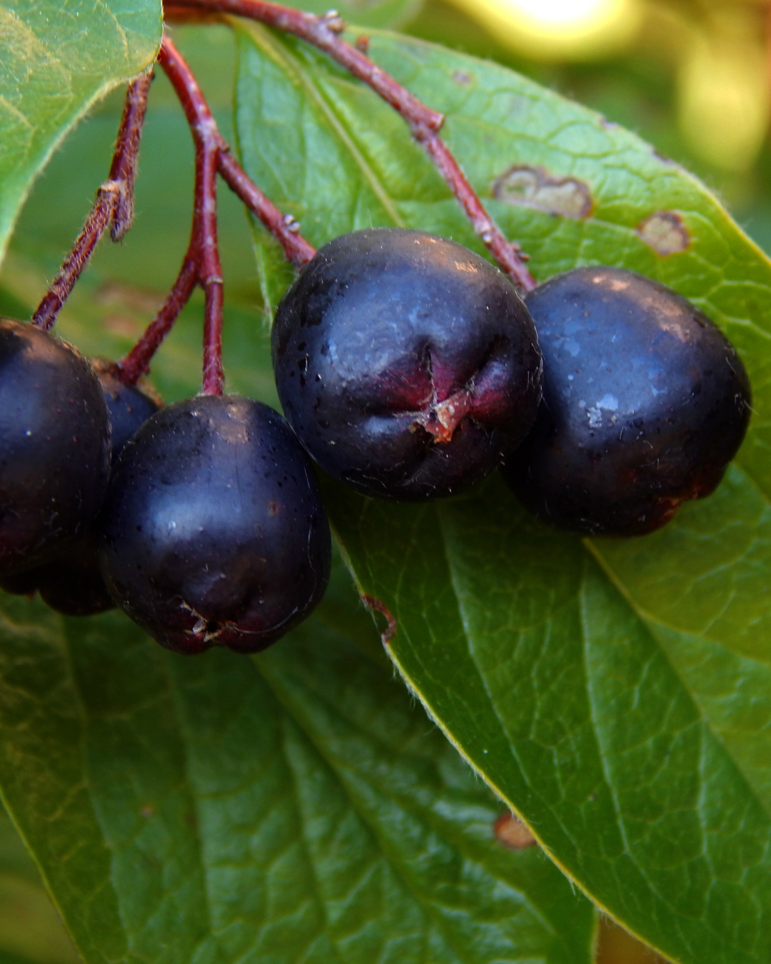 Bacche di Aronia Nero lucide e nere – salutari e buone