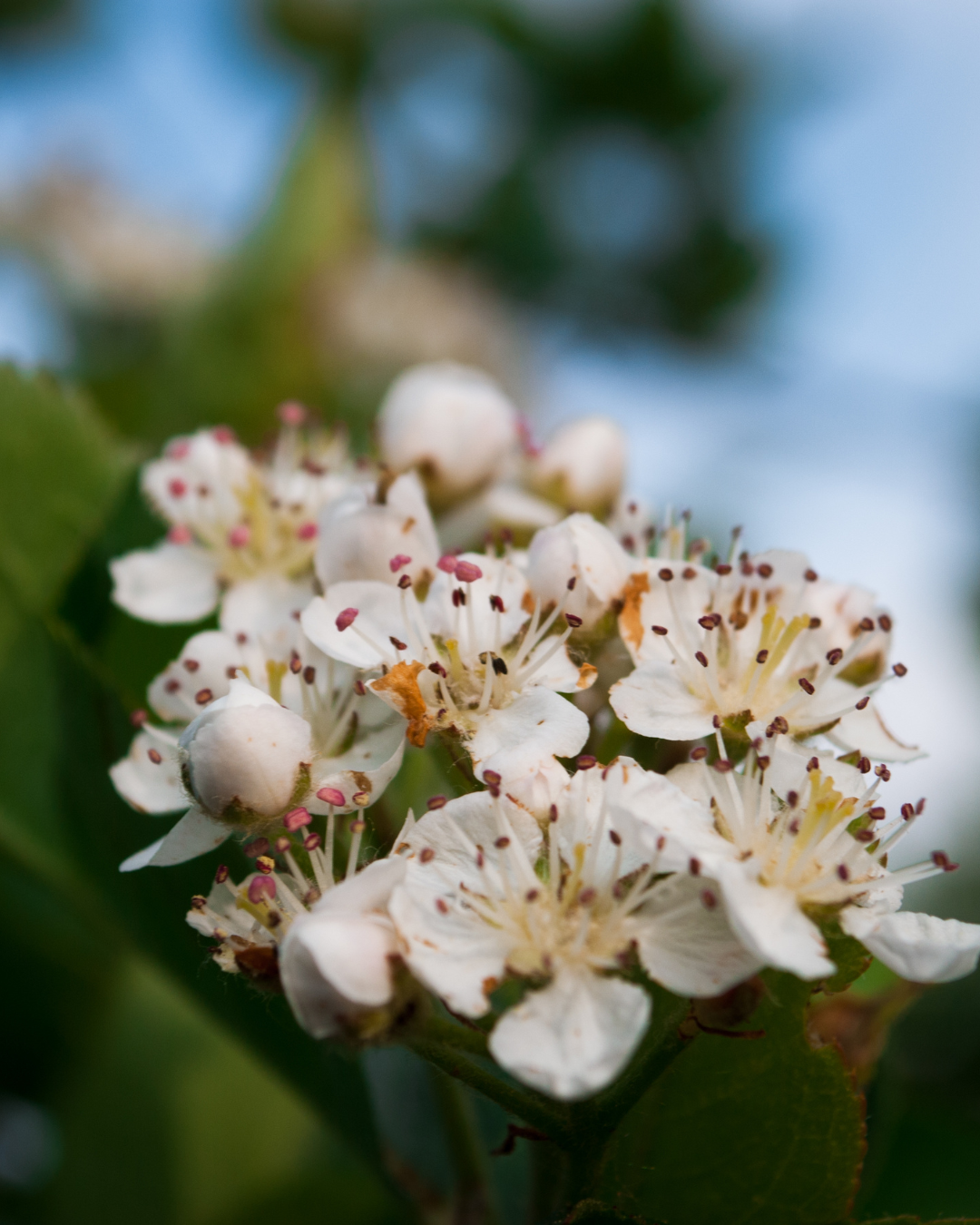 Cespuglio di Aronia in fiore in primavera – fioritura abbondante.