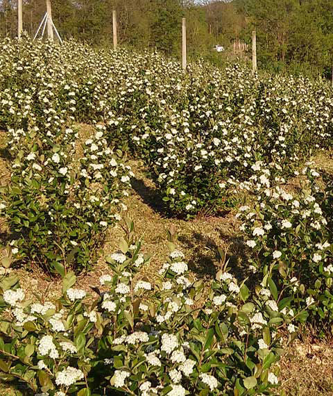 Fiori bianchi su Aronia Nero – attirano insetti impollinatori.