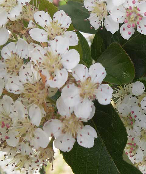 Fioritura bianca su Aronia × prunifolia 'Nero' – profumata e decorativa.