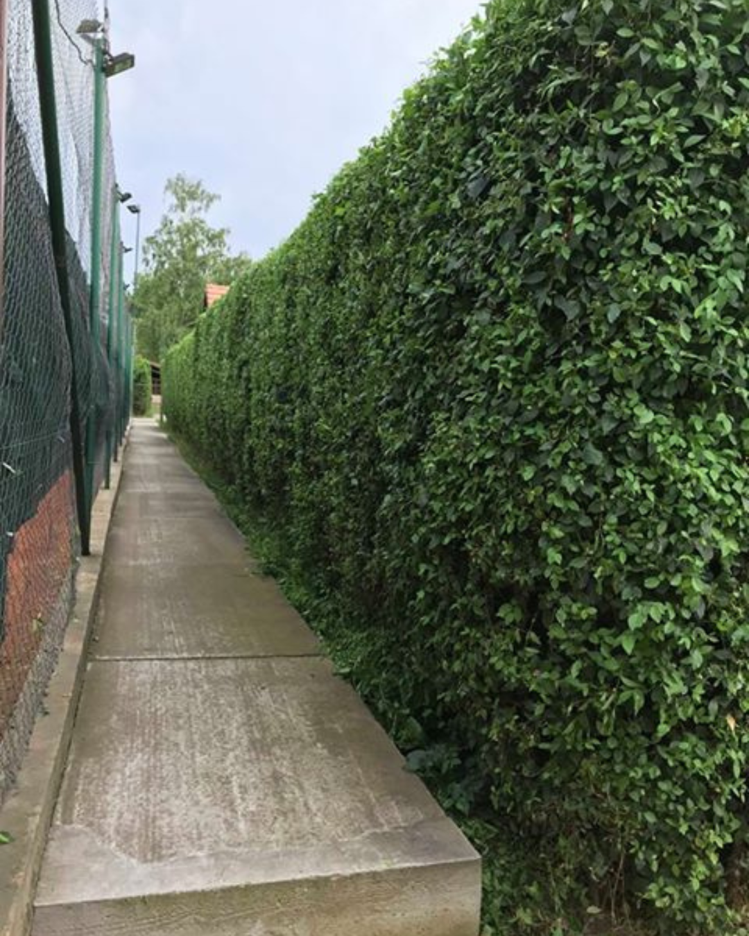 Siepe del miracolo, olmo di Turkestan – Siepe a crescita molto rapida - Una confezione di 50 piante