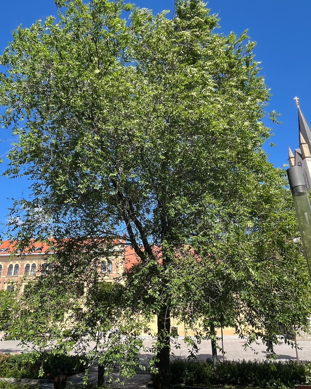 Khojasalm Ulmus pumila fornisce ombra naturale per le auto in estate.