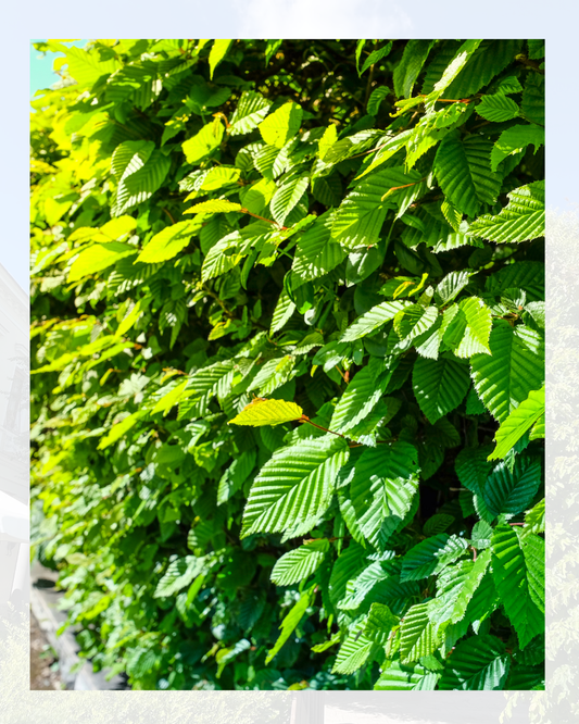 Parete di foglie verdi con luce solare filtrante