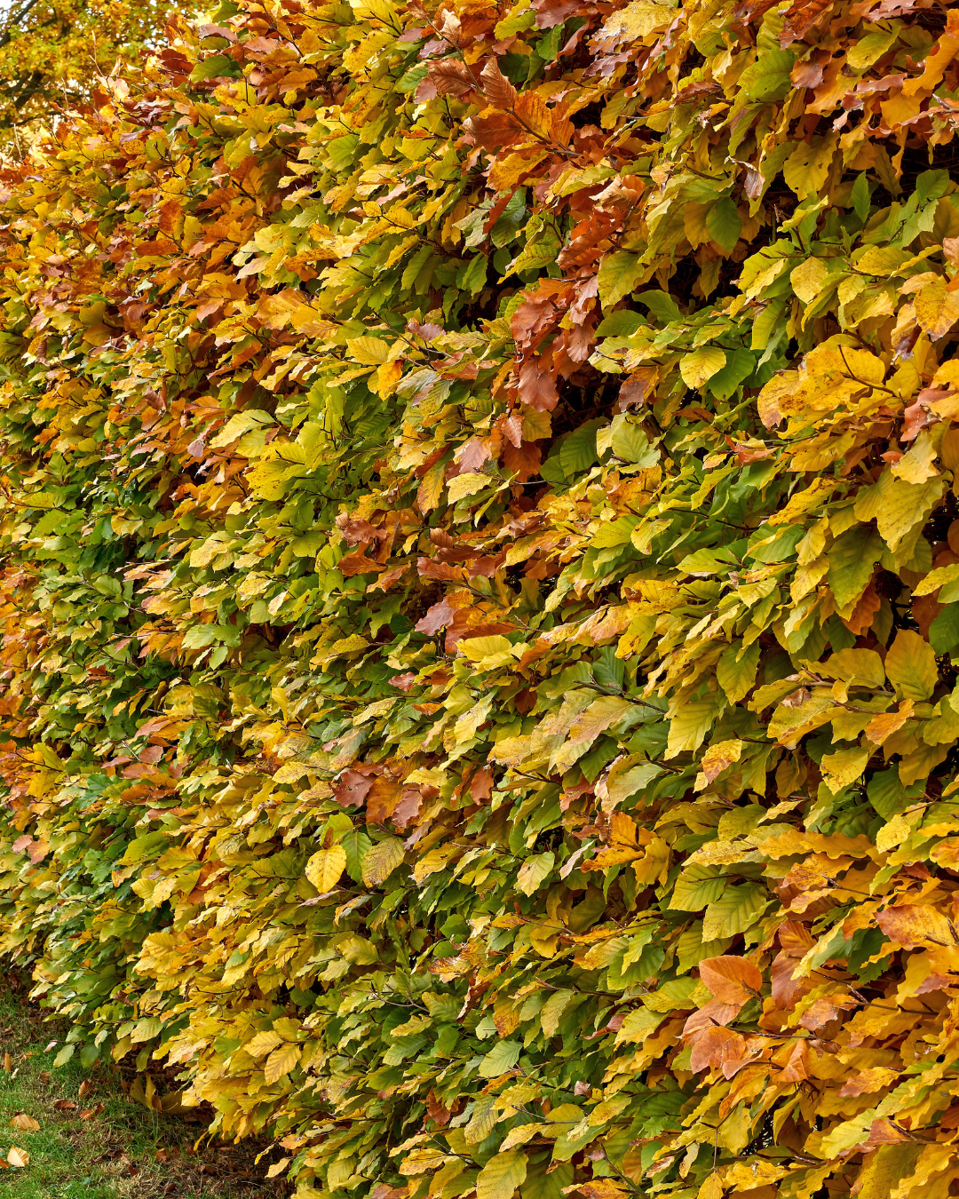 Siepe di carpino lombardo con bel colore autunnale in giardino.