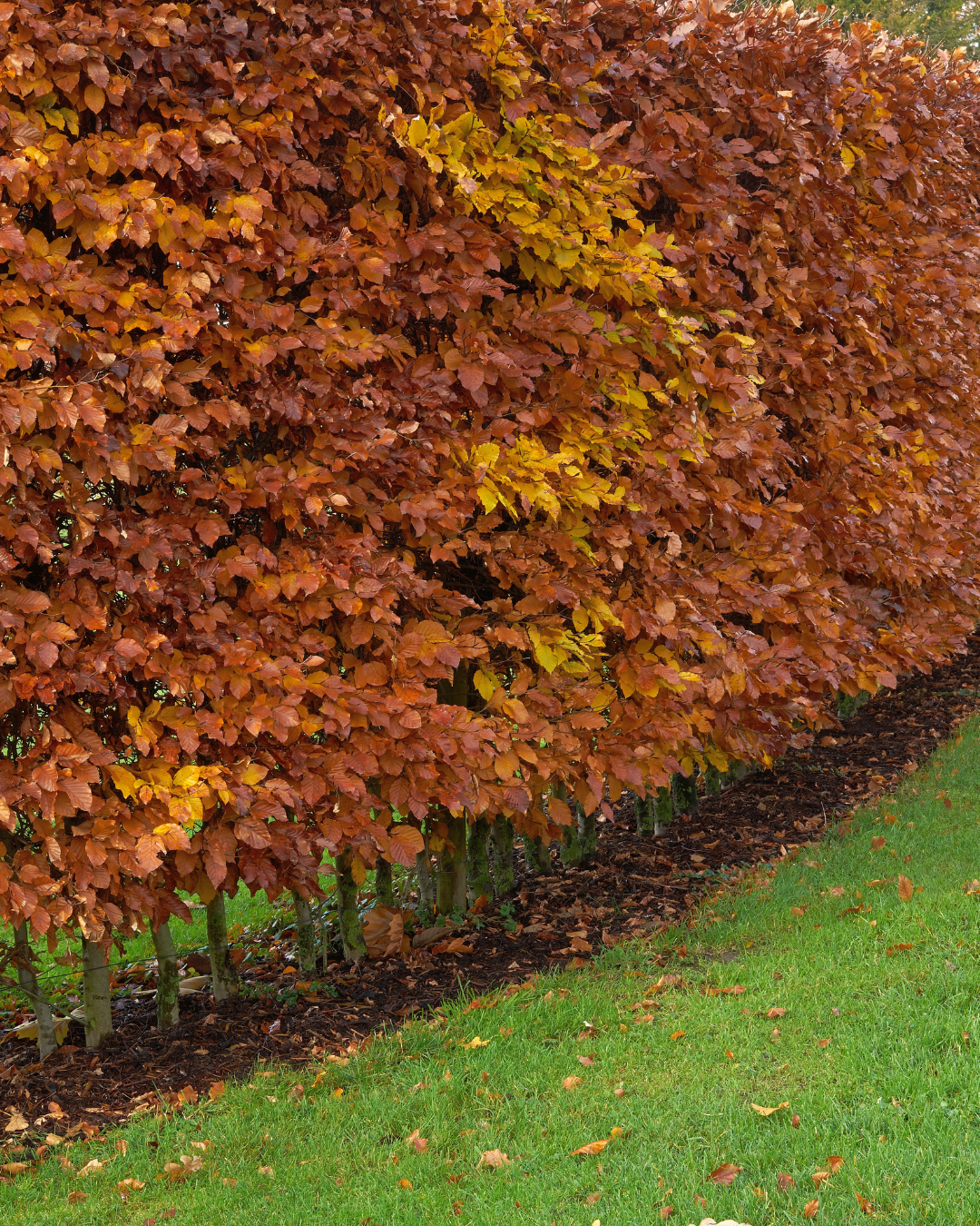 Le foglie della siepe di carpino cambiano in giallo e arancione in autunno.