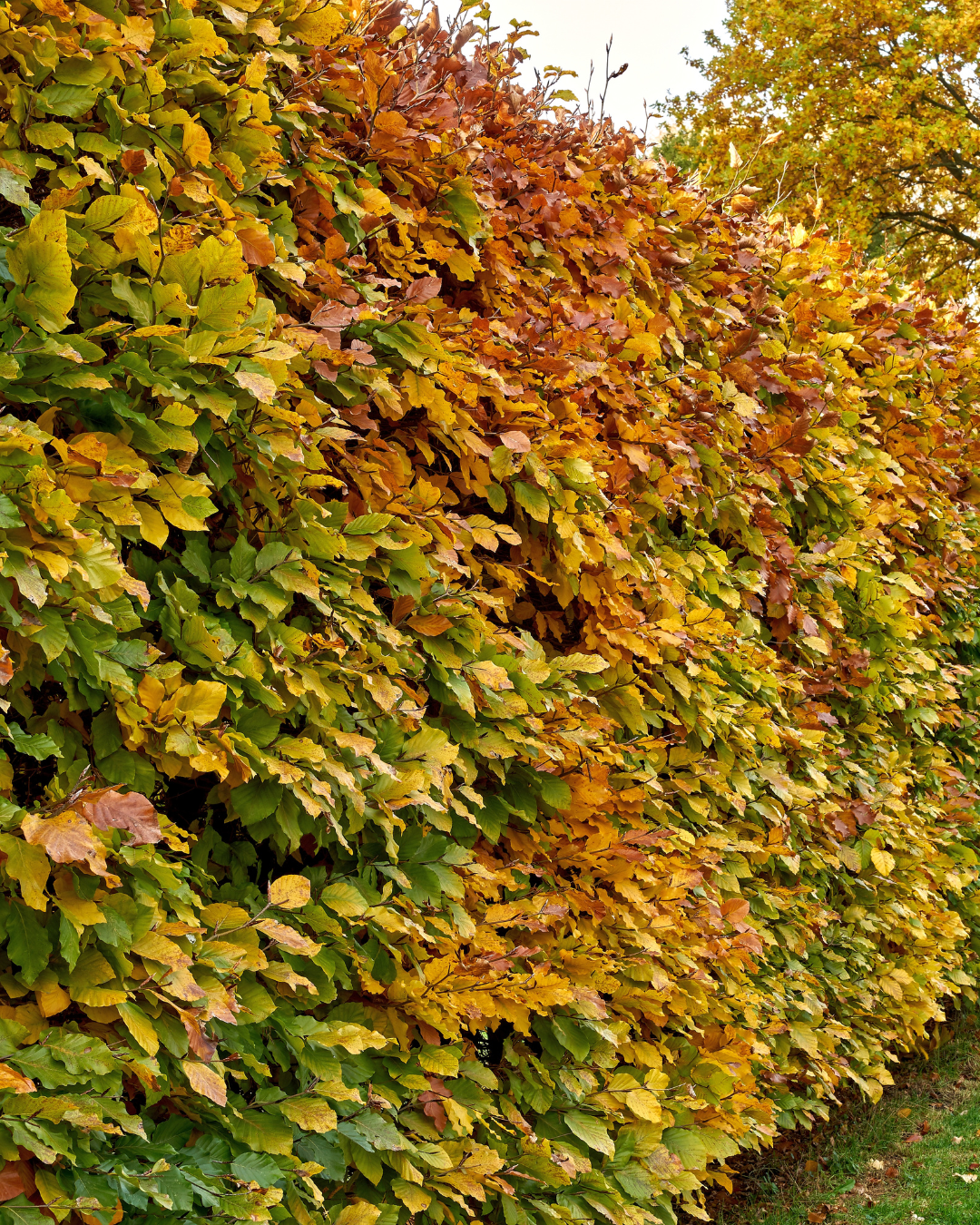 Carpinus betulus – colori autunnali su siepe di carpino lombardo densa.