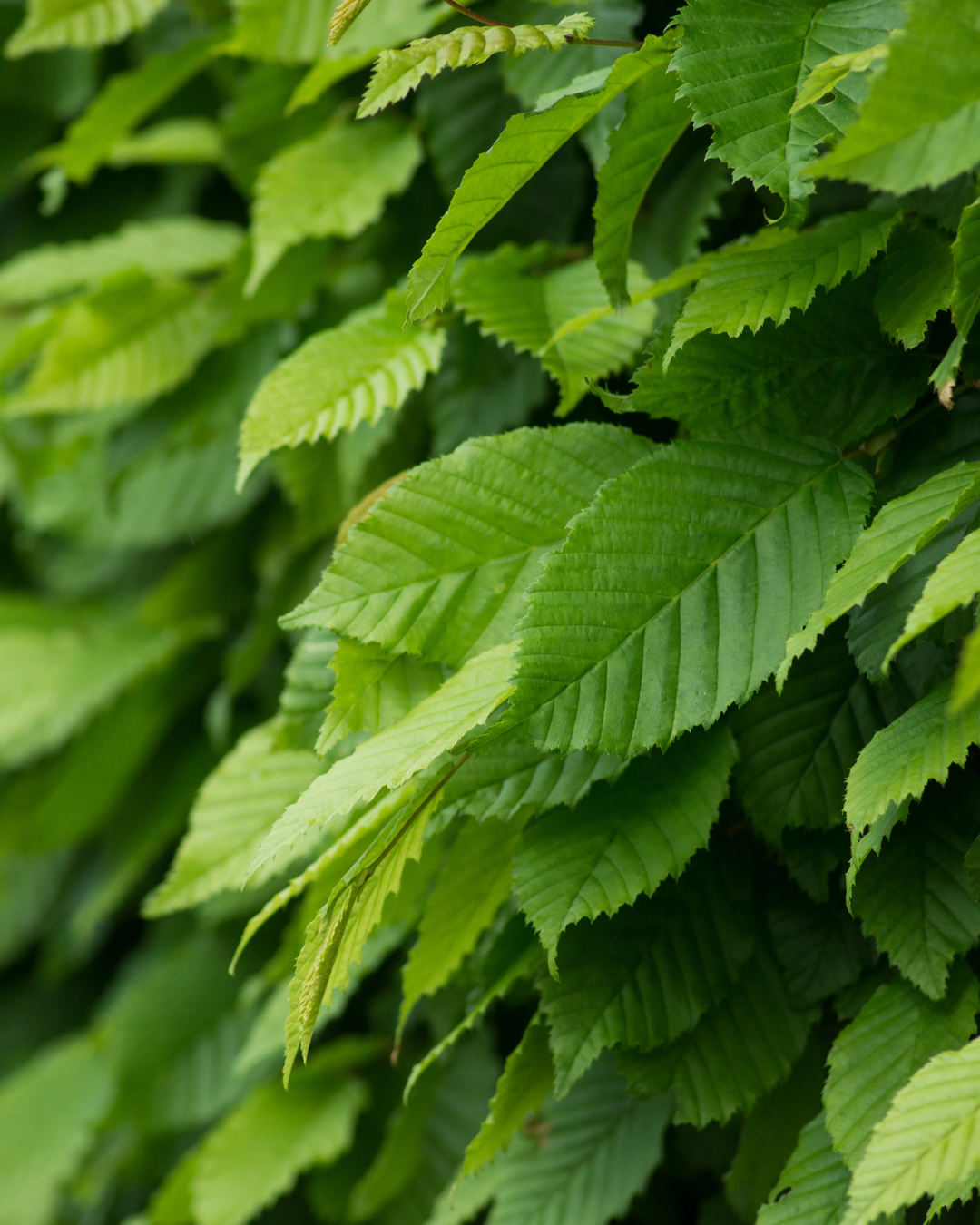 Foglie fresche, verde chiaro su siepe di carpino lombardo – Carpinus betulus.