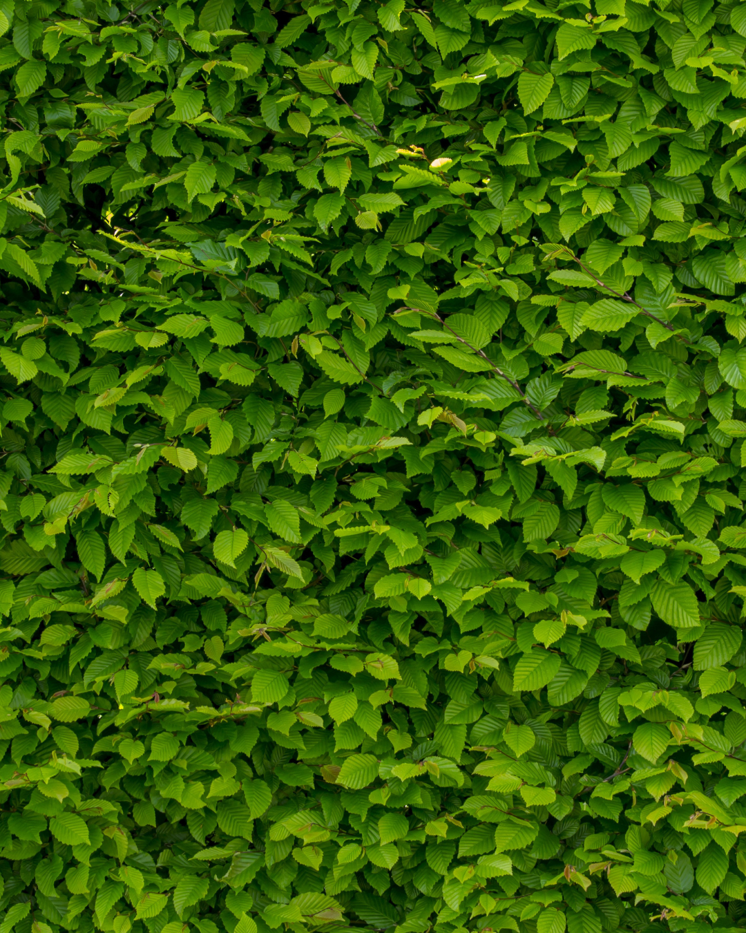 Siepe di carpino lombardo sagomata – compatta e rigogliosa