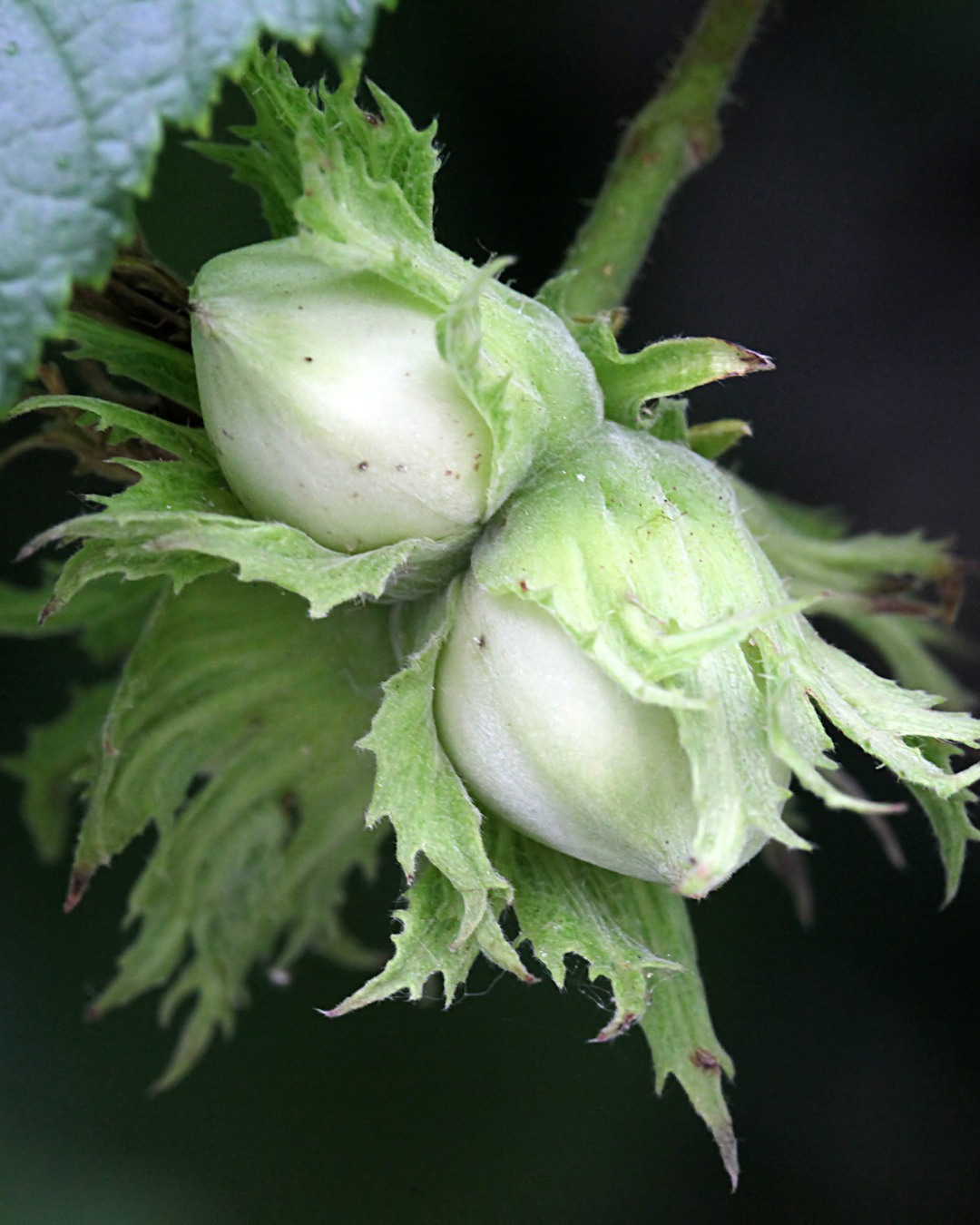 Corylus avellana con nocciole mature in grappoli