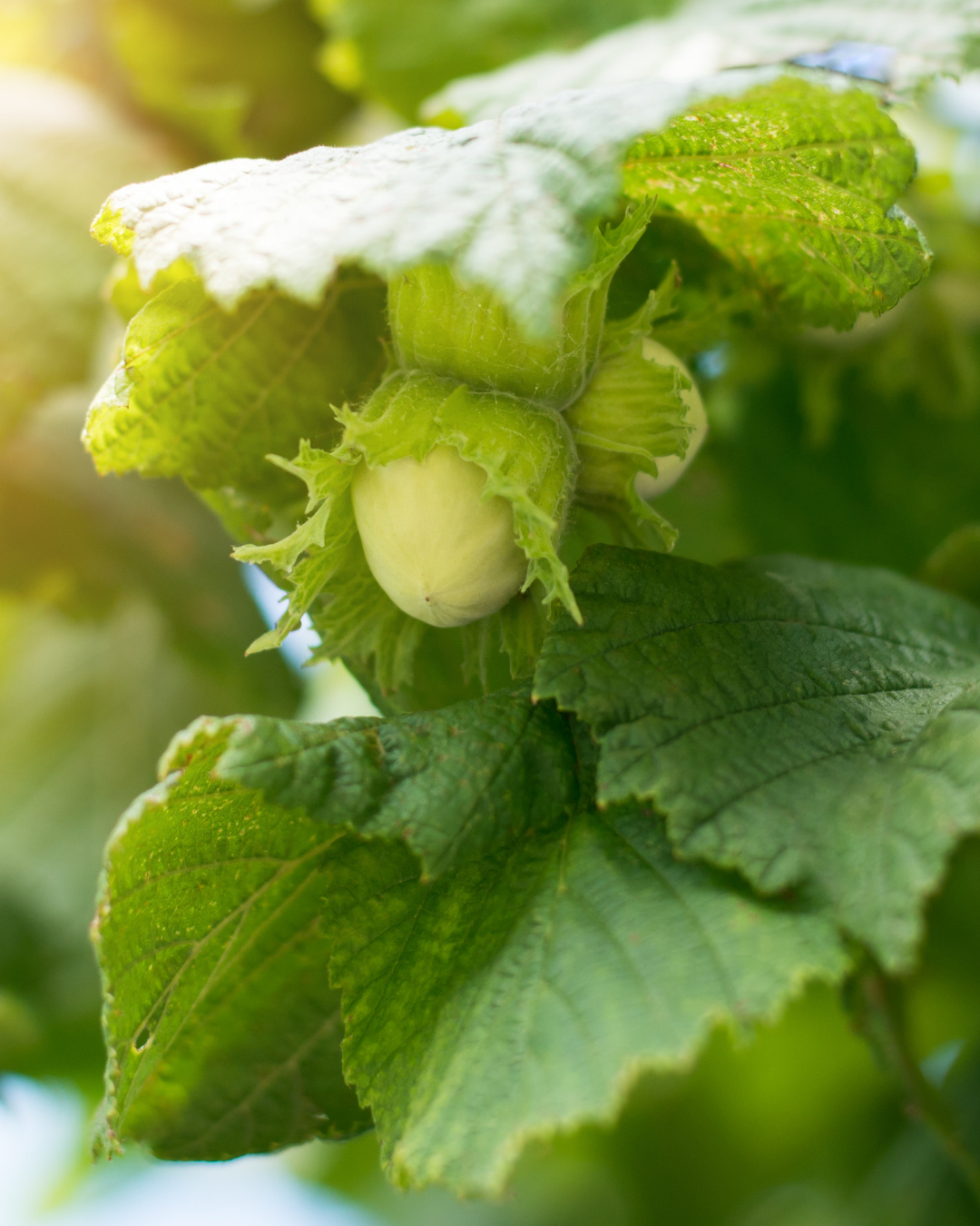 Nocciole nutrienti direttamente dalla siepe di nocciolo in giardino.