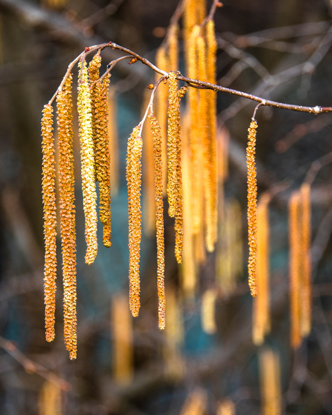 Fioritura primaverile decorativa della siepe di nocciolo con amenti.