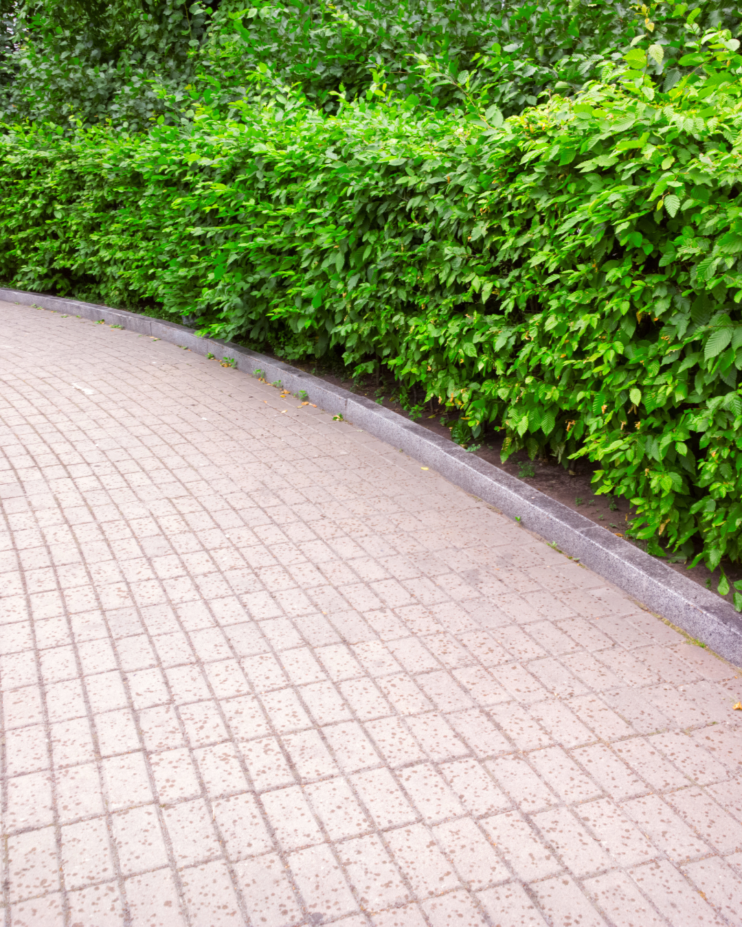 Siepe di nocciolo densa e verde lungo la strada – protezione naturale dalla vista.