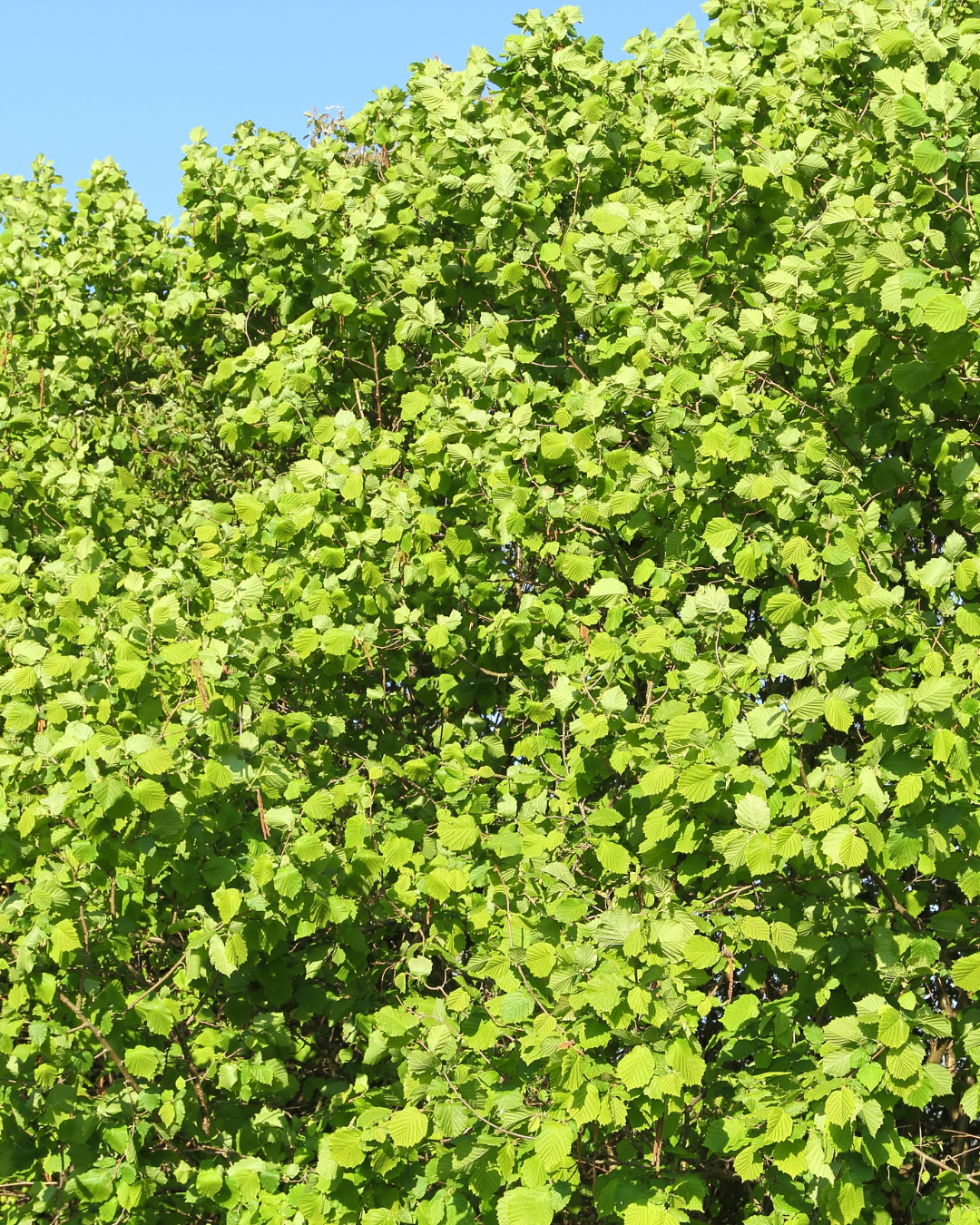 Siepe di nocciolo densa e verde lungo la strada – protezione naturale dalla vista.