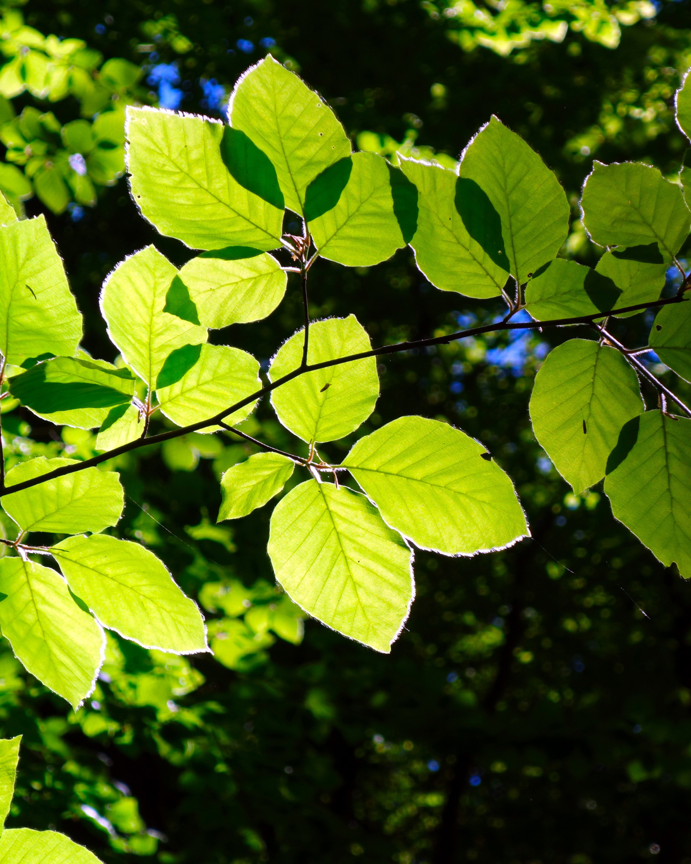 Primo piano di foglie verdi con uno sfondo naturale sfocato.