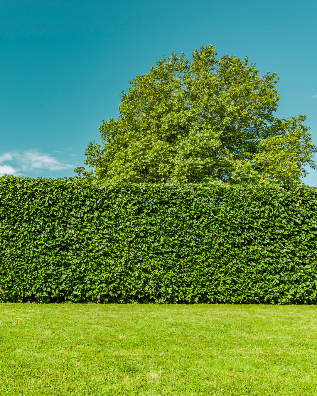 Siepe verde alta con un cielo azzurro limpido e un albero sullo sfondo.