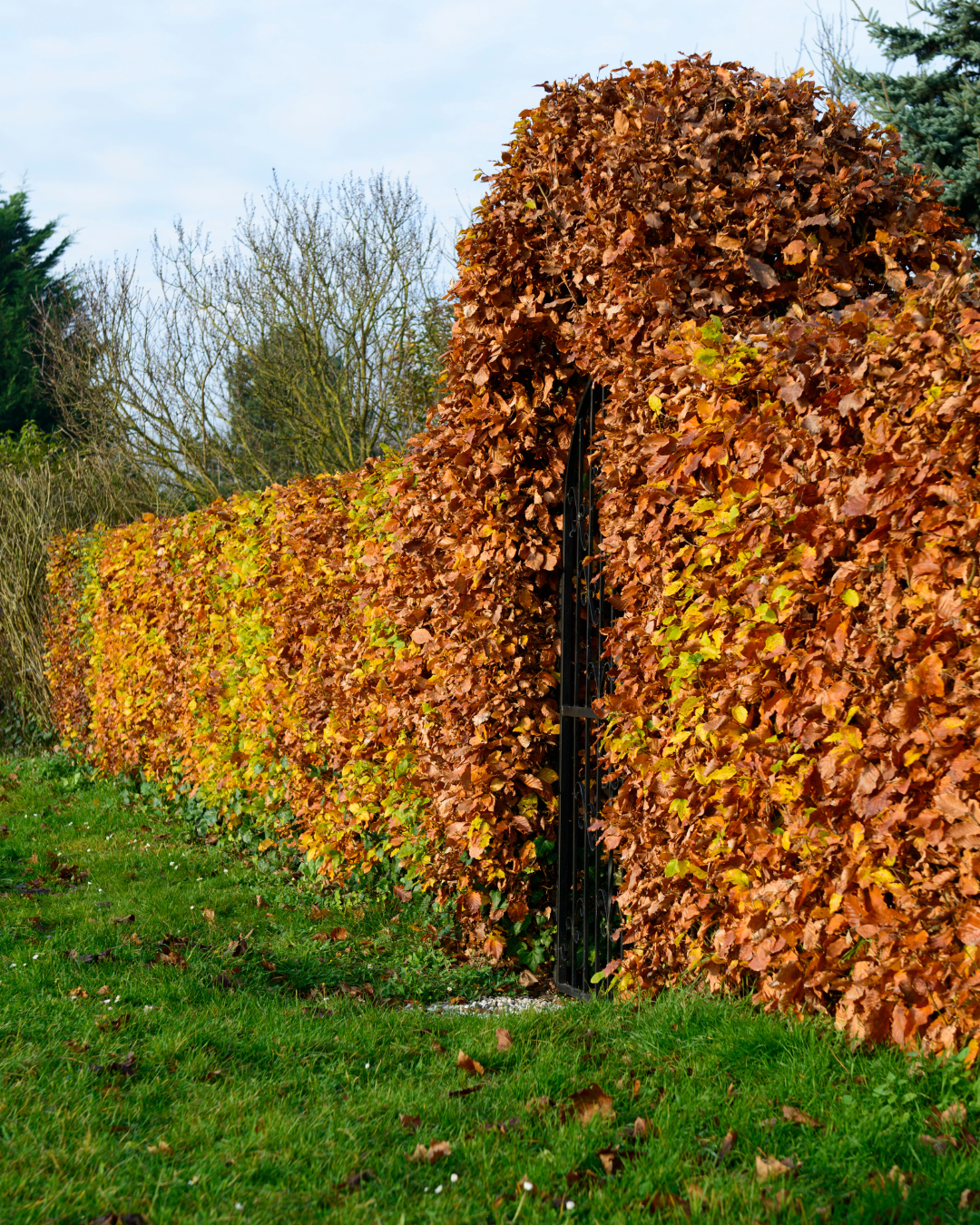 Siepe con foglie color autunno in un ambiente da giardino.
