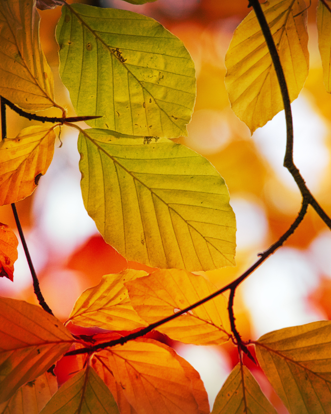 Primo piano di foglie autunnali con sfondo sfocato.