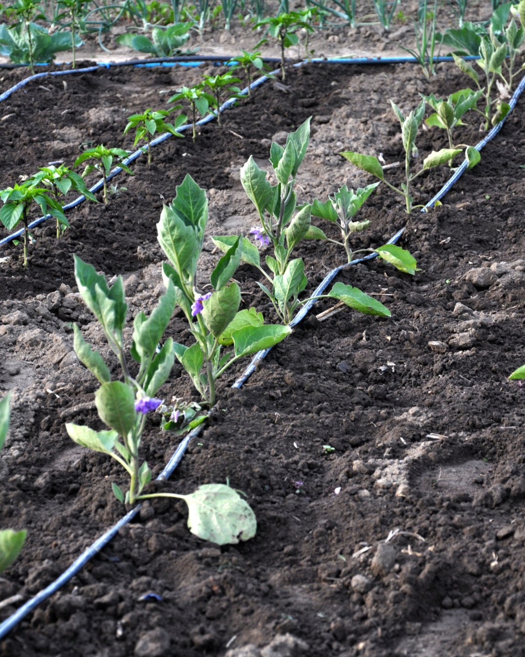 Irrigazione efficiente direttamente alle radici con tubo a goccia SöviAqua.
