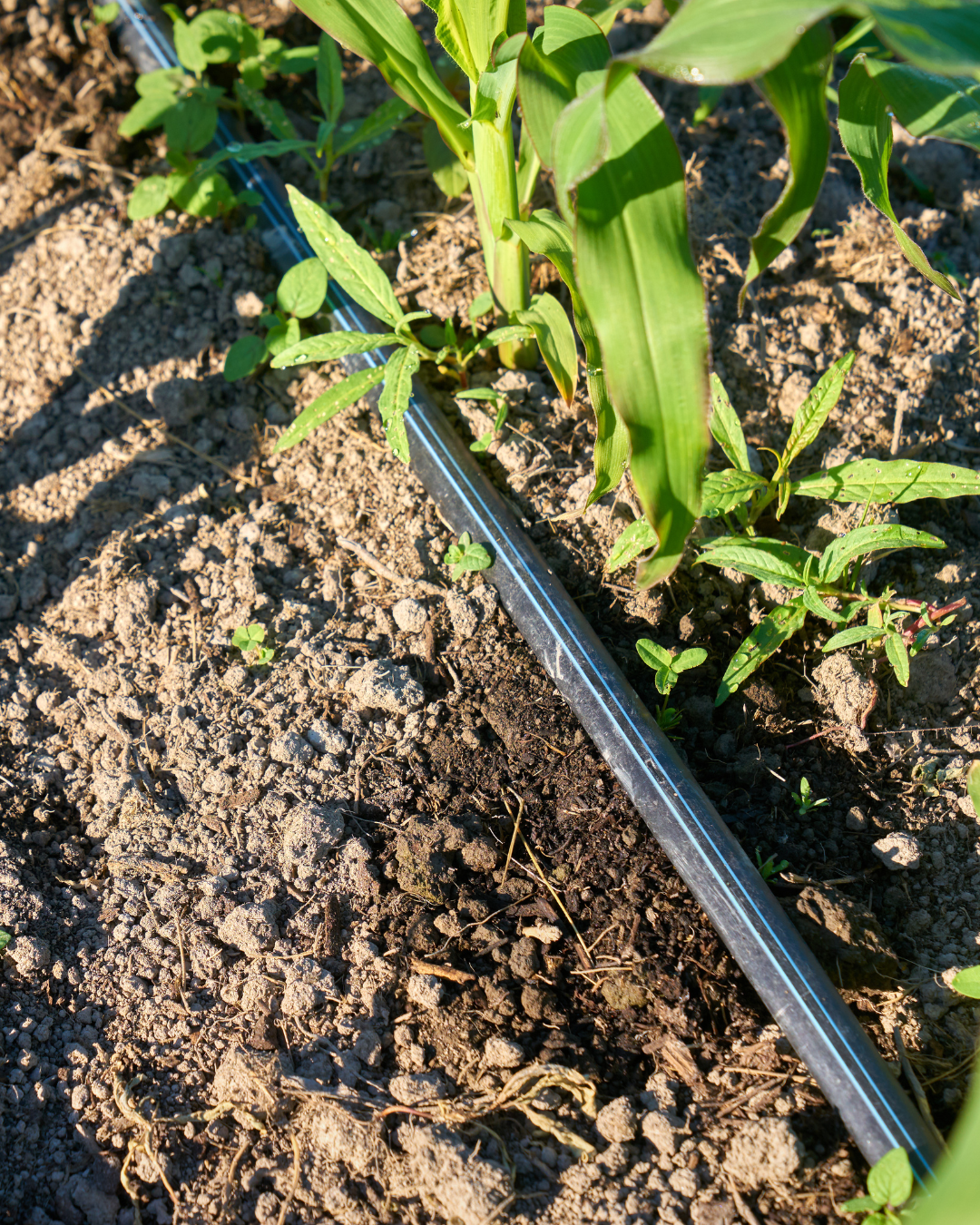 SöviAqua fornisce un apporto di umidità uniforme anche durante le secche giornate estive.