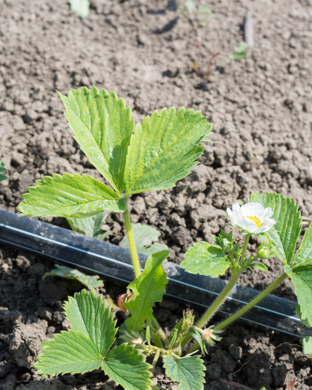 Semplice raccordo tra tubo da giardino e sistema di irrigazione SöviAqua