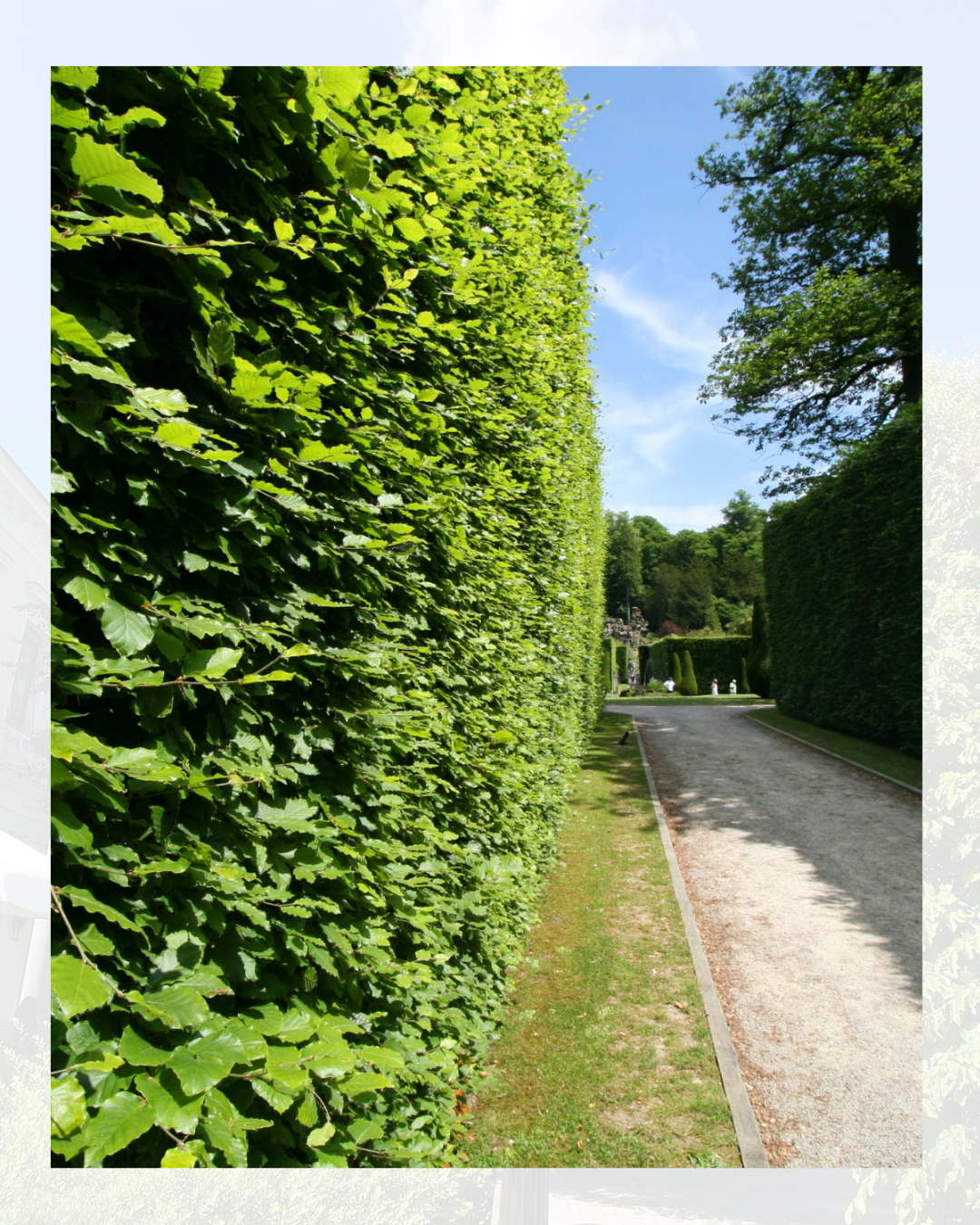 Siepe verde alta che costeggia un sentiero con un cielo azzurro limpido.