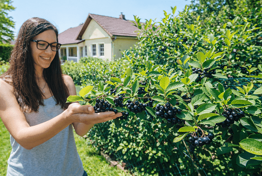 Aronia Nera (Aronia melanocarpa) – Superfood naturale per la salute e il giardino