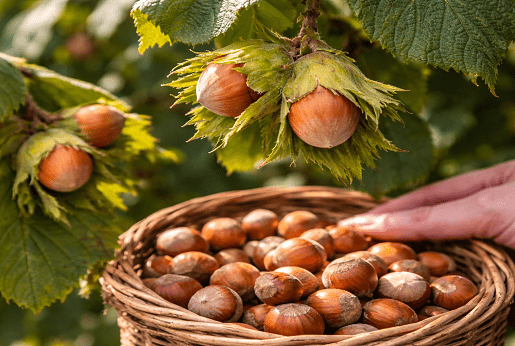 Siepe di nocciolo – siepe fruttifera, coprente, con noccioli autoctoni
