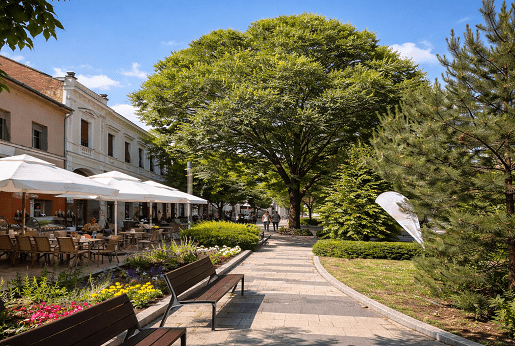 Olmo di Turkestan – albero ornamentale a crescita rapida