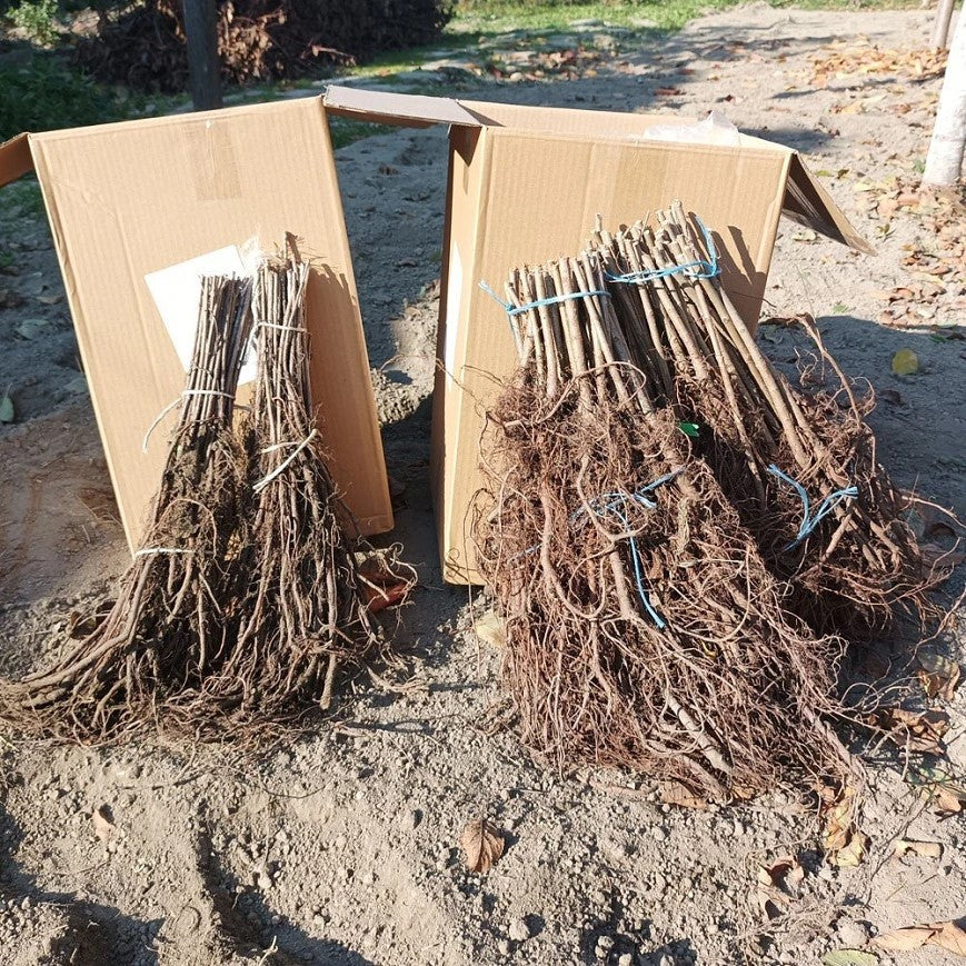 PIANTE DA SIEPE DI 1 ANNO O DI 2 ANNI?