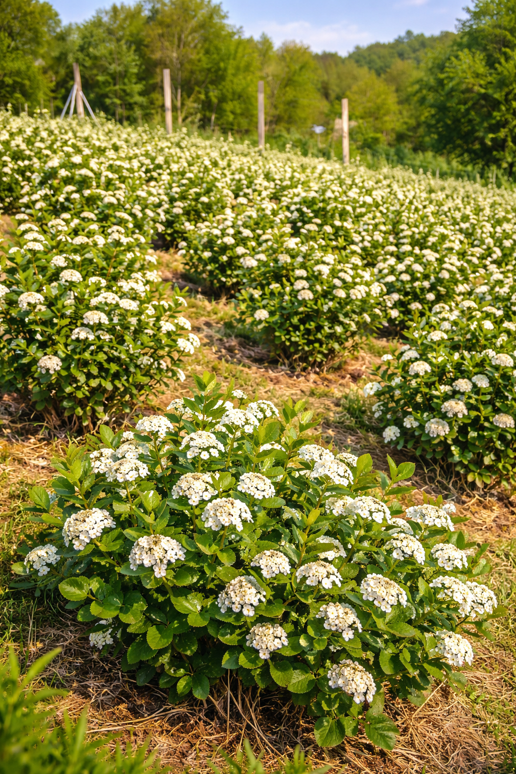 Aronia Nera (Aronia melanocarpa) – Superfood naturale per la salute e il giardino