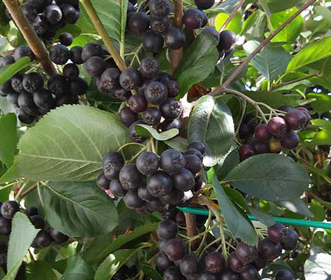 Aronia pianta