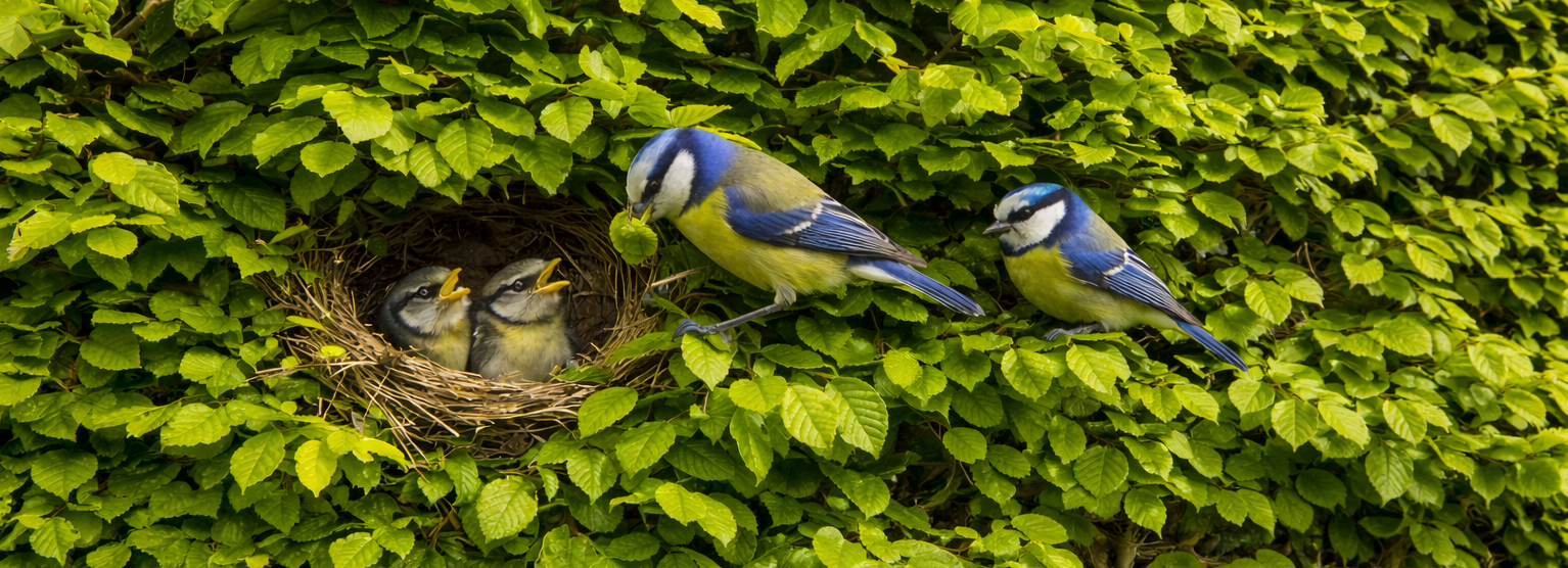 Faggio biodiversità