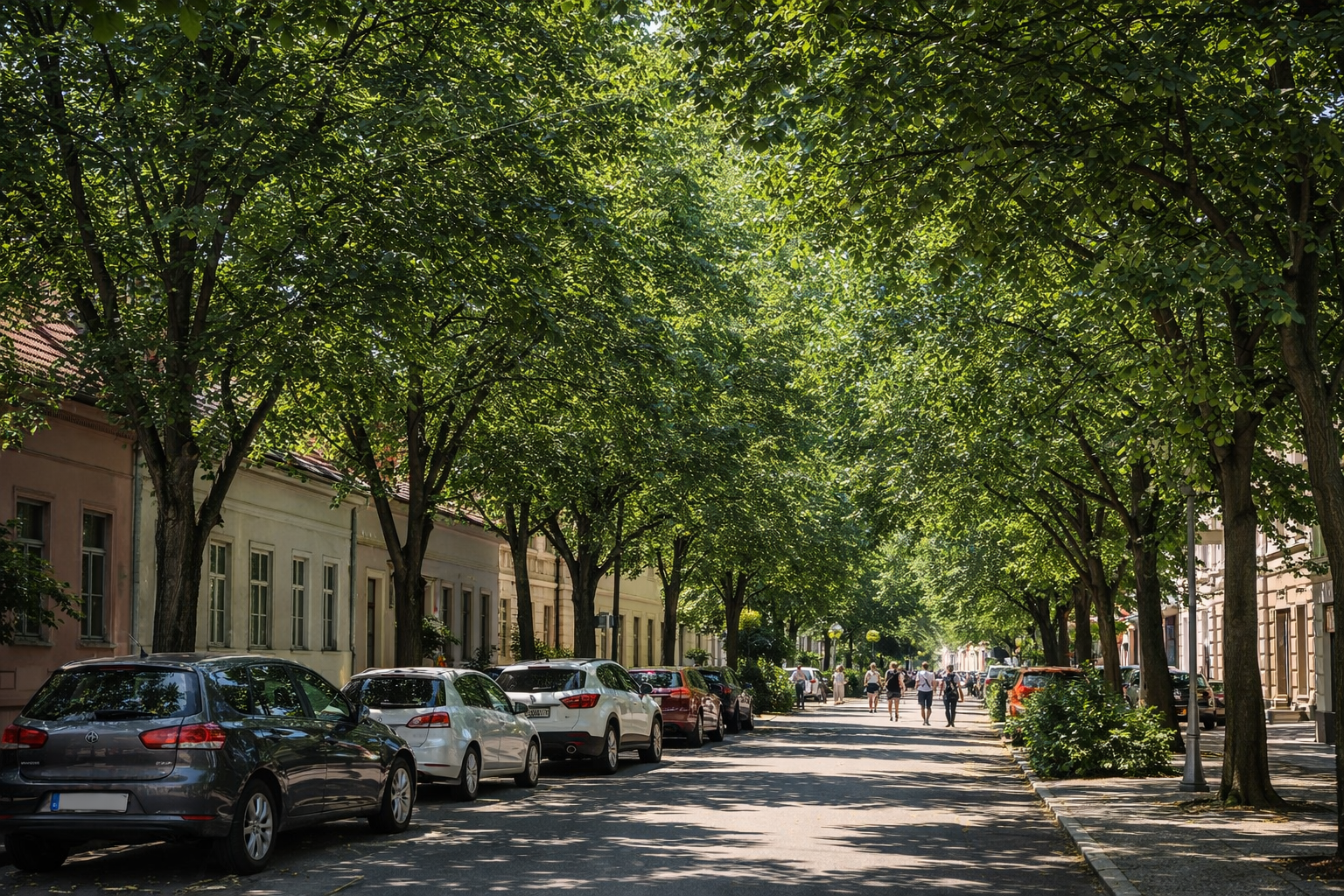 Olmo di Turkestan – albero ornamentale a crescita rapida
