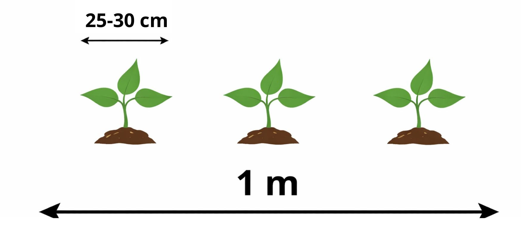Schema messa a dimora a zigzag