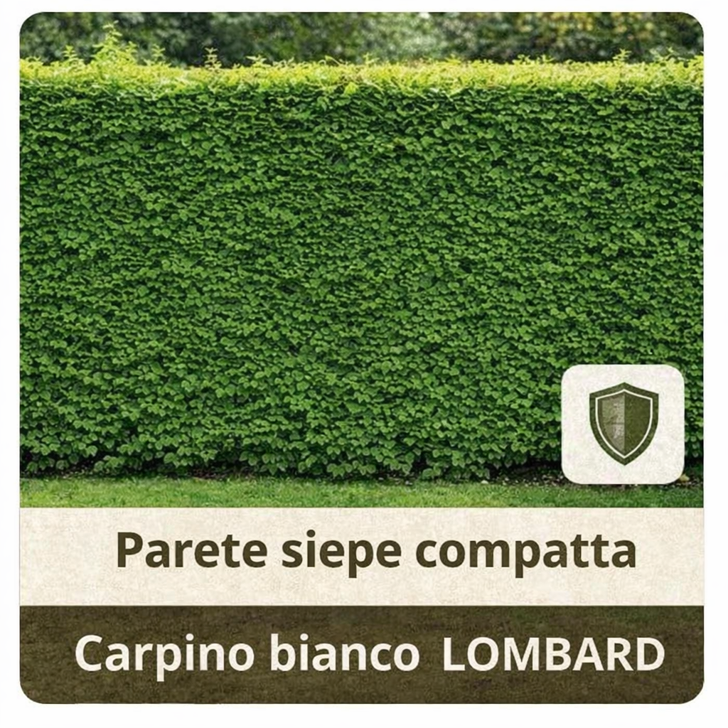 Siepe di carpino