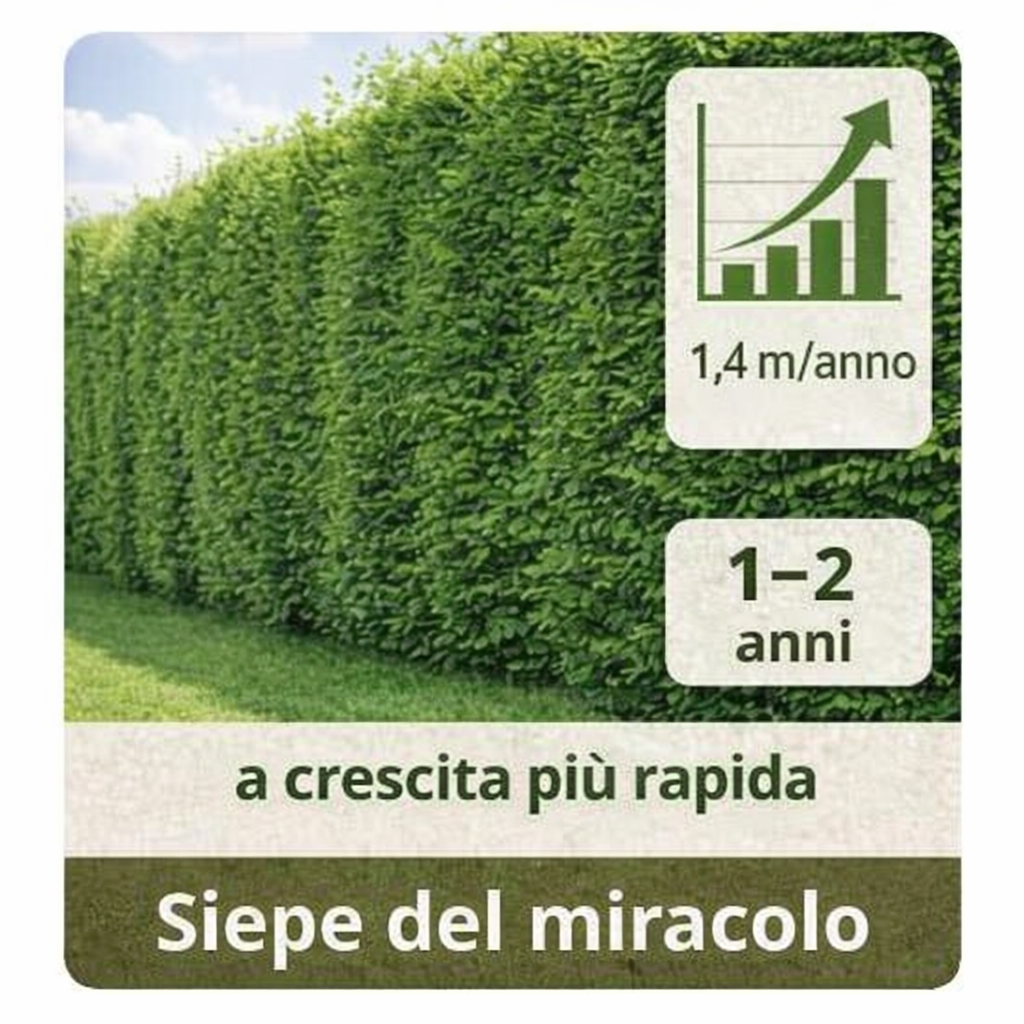 Siepe del Miracolo