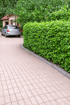 15 piante – Siepe di nocciolo – Siepe fruttifera e coprente