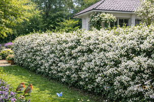 25 piante – Pero corvino (Amelanchier lamarckii) – piante di 1 anno