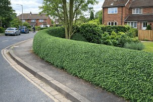 25 piante – Ligustrum ovalifolium “Rimini” – piante di 1 anno
