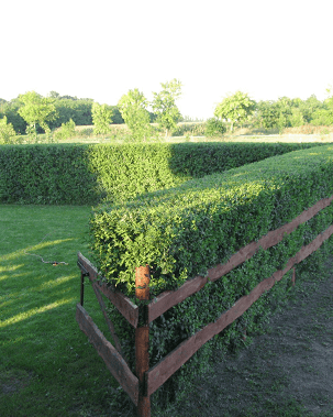 50 piante – Siepe del miracolo – Olmo di Turkestan di 1 anno